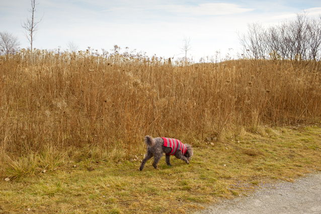 _JAS6160-WEB-2-Boucle-sniffing