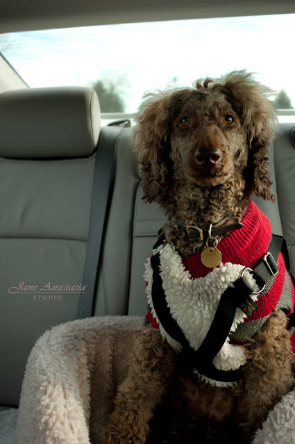 _JAS6224-WEB-Boucle-going-home-in-car