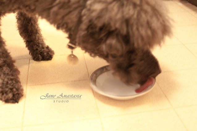 _JAS6585-WEB-Boucle-licking-dish