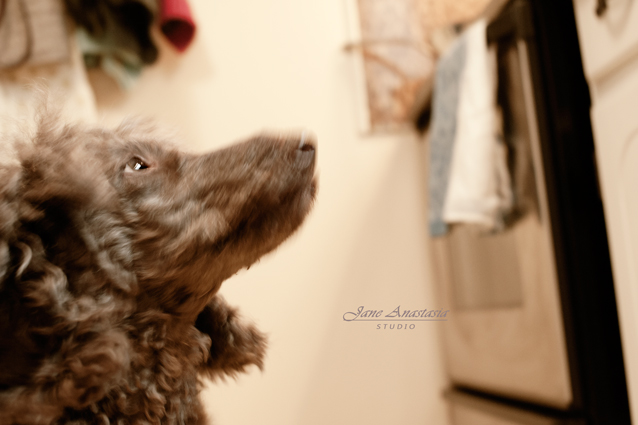 _JAS6587-WEB-Boucle-sniffing-at-stove