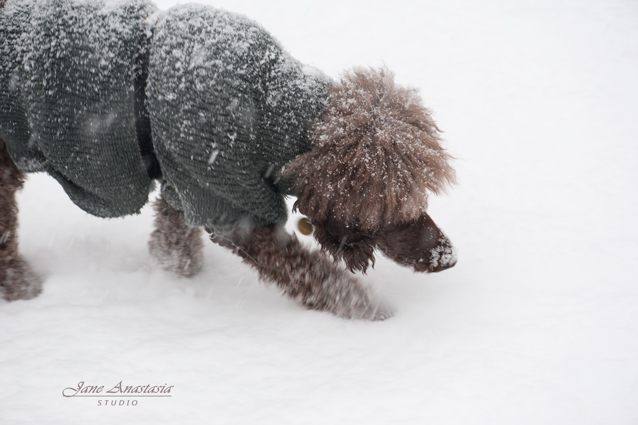 _JAS6961-WEB-Boucle-tracking-squirrel-in-snow