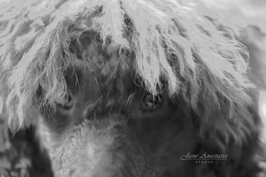 _JAS7008-WEB-BW-Boucle-eye-close-up