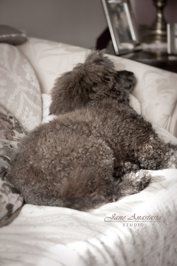 JAS_2347-WEB-Boucle-sleeping