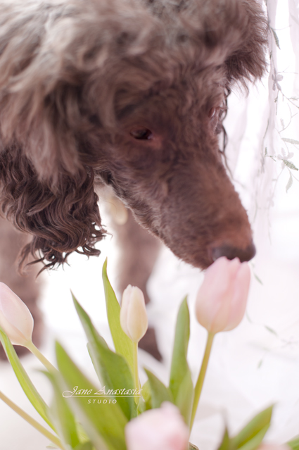 _JAS1556-WEB-Boucle-sniffing-pink-tulips