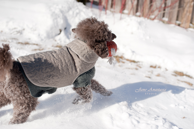 _JAS1714-WEB-Boucle-fetching-ball-3