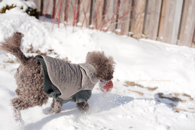 _JAS1715-WEB-Boucle-fetching-ball