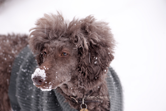 _JAS1969-WEB-Boucle-with-snow-on-nose