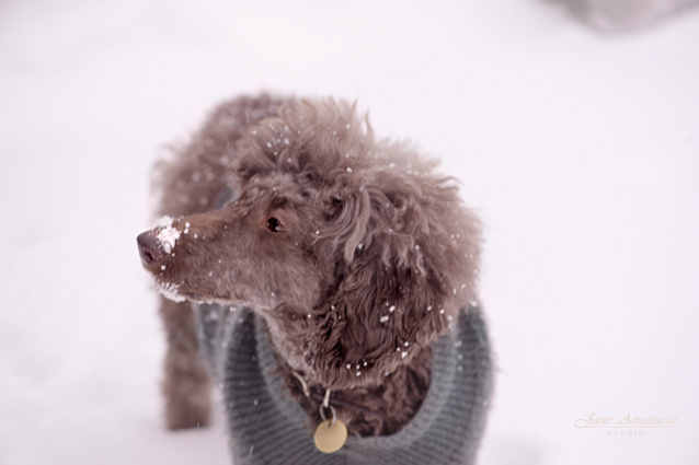 _JAS1976-WEB-Boucle-in-snow