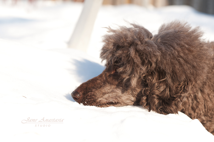 _JAS2232-WEB-Boucle-laying-head-on-snow