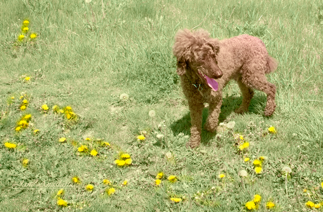 _JAS3465-WEB-Boucle-in-dandelions