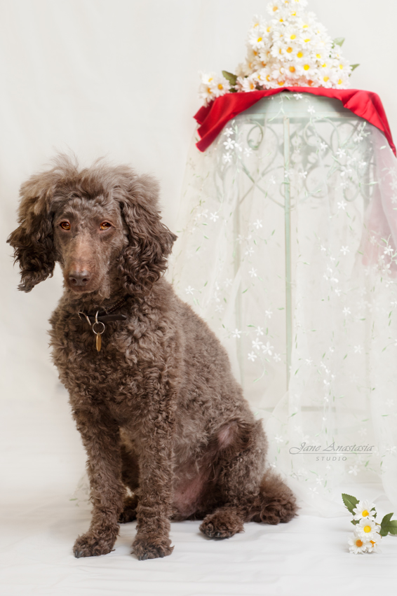 _JAS2367-WEB-Boucle-posing-white-backdrop-3