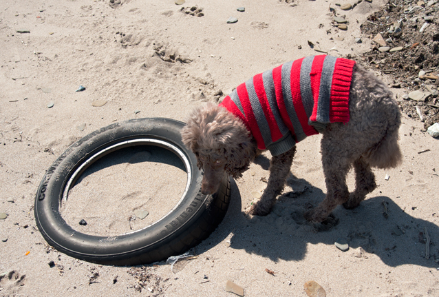 ...sniffing a tire to see what it is all about......