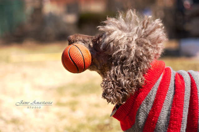 _JAS2860-WEB-Boucle-with-ball-toy-sideview