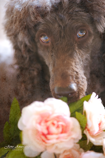 _JAS2884-WEB-Boucle-and-flowers