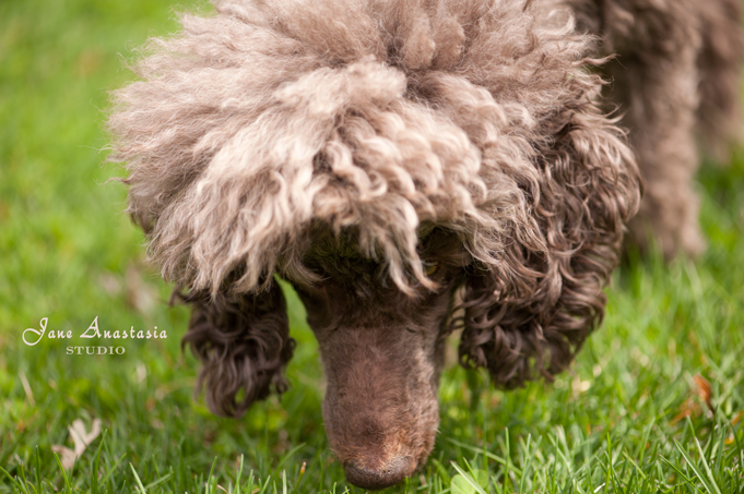 _JAS4004-WEB-Boucle-sniffing-spring-grass