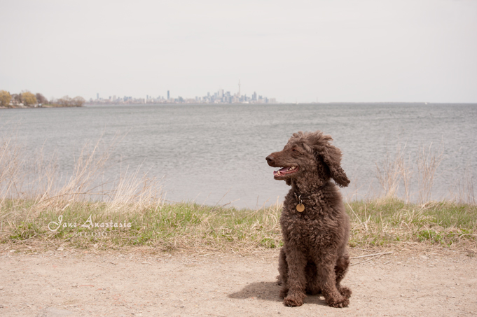 _JAS4063-WEB-Boucle-at-Lake-in-front-of-Toronto-skyline