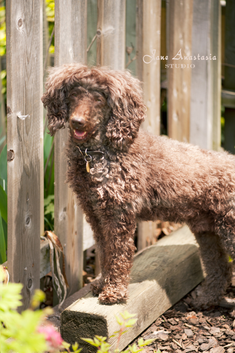 _JAS4168-WEB-Boucle-in-backyard