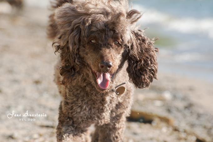 _JAS4751-WEB-Boucle-at-beach-this-morning