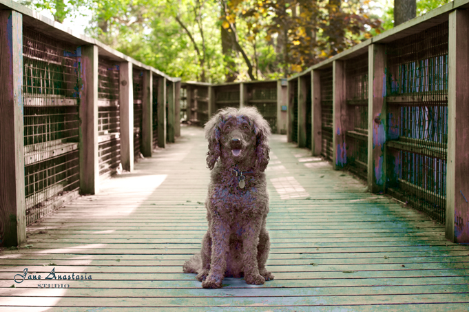 _JAS4801--WEB-Boucle-on-Boardwalk