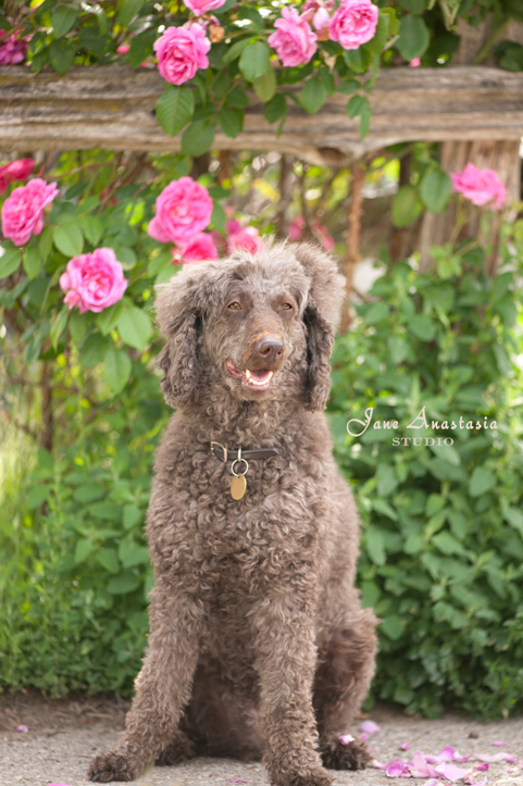 _JAS5994-WEB-Boucle-in-front-of-roses