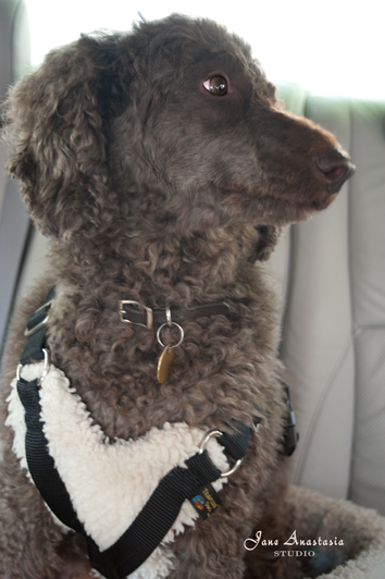 _JAS6070-WEB-Boucle-in-car-seat-2