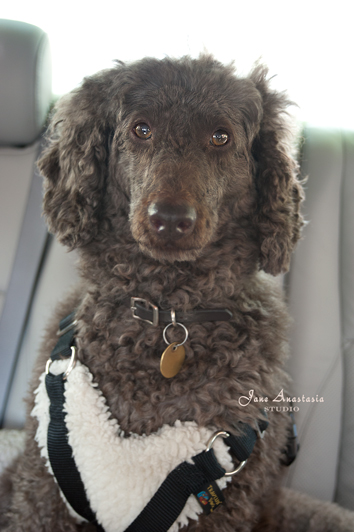 _JAS6078-WEB-Boucle-in-car-seat