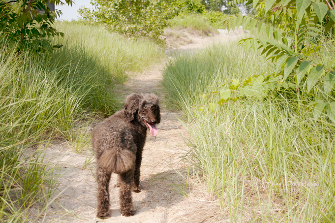 _JAS6166-WEB-Boucle-in-beach-grass