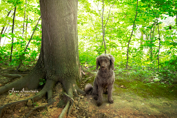 _JAS6361-WEB-Boucle-in-Forest