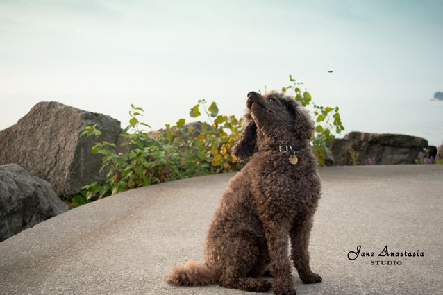 _JAS9067-WEB-Boucle-listening-to-geese