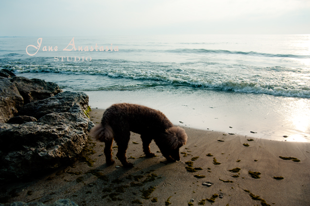 _JAS9074-WEB-Boucle-sniffing-on-beach