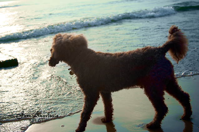 _JAS9111-WEB-Boucle-on-beach-in-light