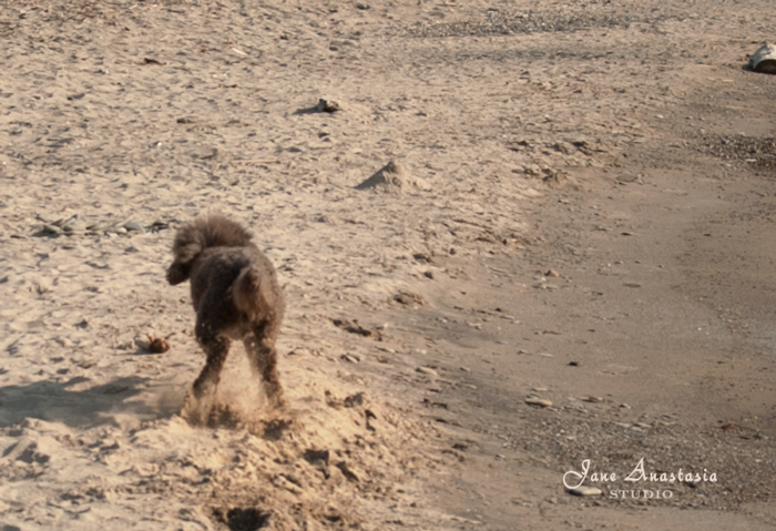 _JAS3288-WEB-Boucle-kicking-up-sand