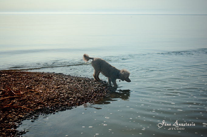 _JAS3536-WEB-Boucle-wanting-to-go-into-the-lake