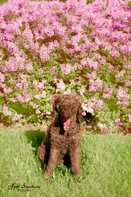 _JAS4054-WEB-Boucle-posing-in-front-of-lilac-bushes-3