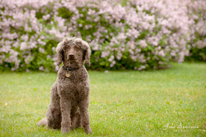 _JAS4304-WEB-Boucle-in-front-of-lilac-bushes