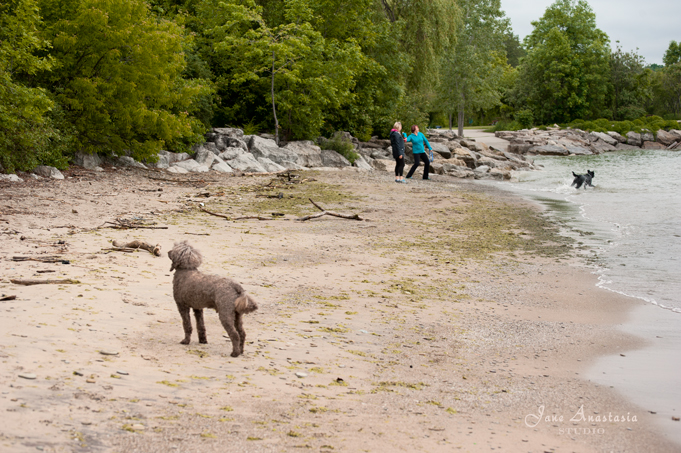 _JAS4455-WEB-Boucle-watching-something---black-dog-fetching-in-water