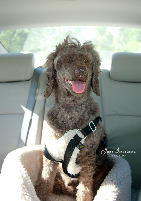 _JAS4709-WEB-Boucle-in-car-seat