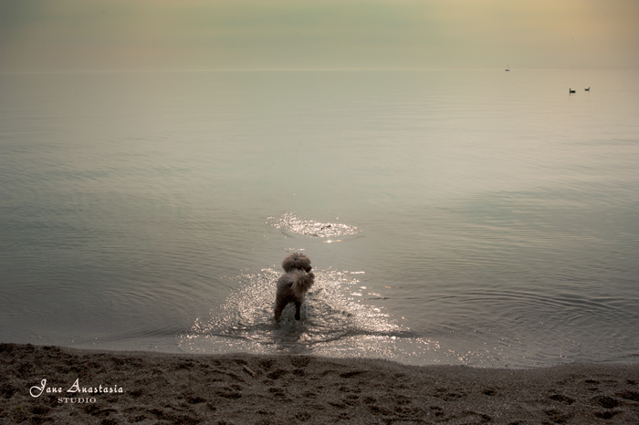 _JAS5479-WEB-Boucle-fetching-a-stick-at-the-lake