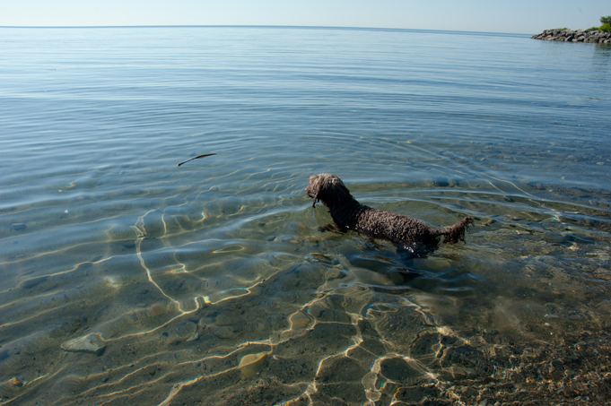 _JAS5644-WEB-Boucle's-first-swim