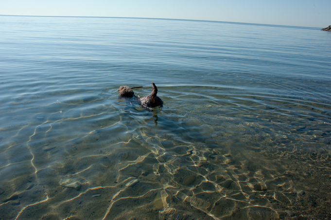 _JAS5647-WEB-Boucle's-first-swim