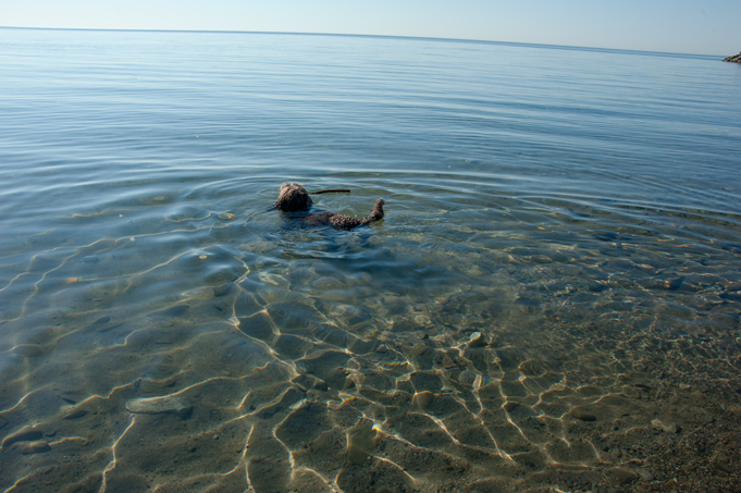 _JAS5648-WEB-Boucle's-first-swim