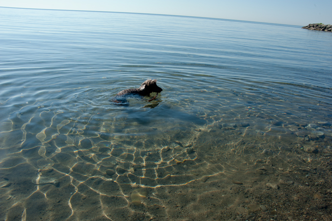 _JAS5650-WEB-Boucle's-first-swim