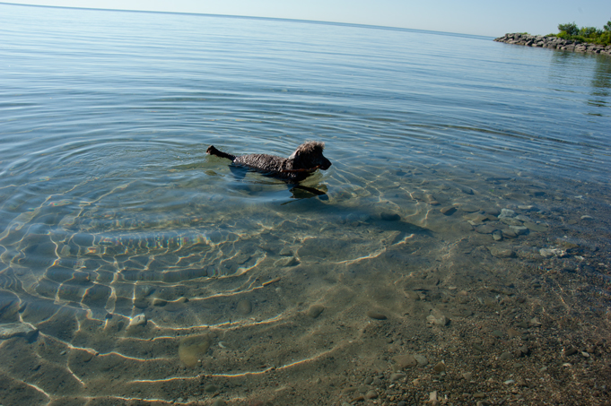 _JAS5653-WEB-Boucle's-first-swim