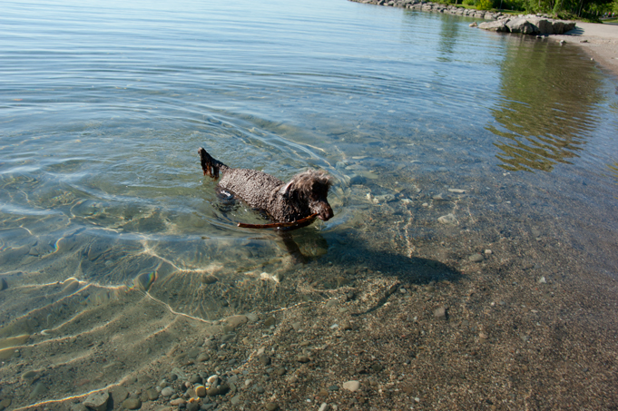 _JAS5658-WEB-Boucle's-first-swim