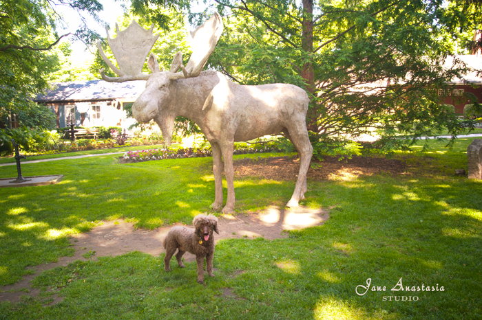 _JAS5777-WEB-Boucle-and-moose